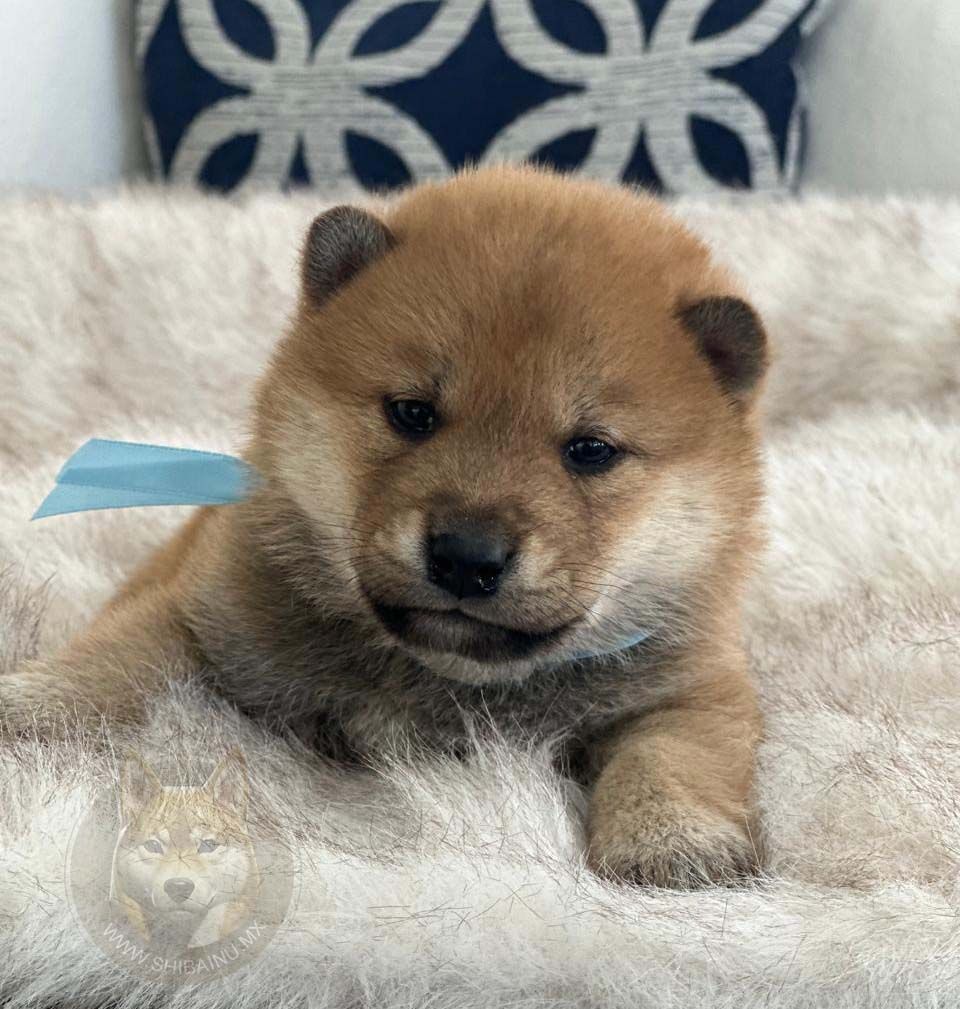 cachorro shiba inu en venta