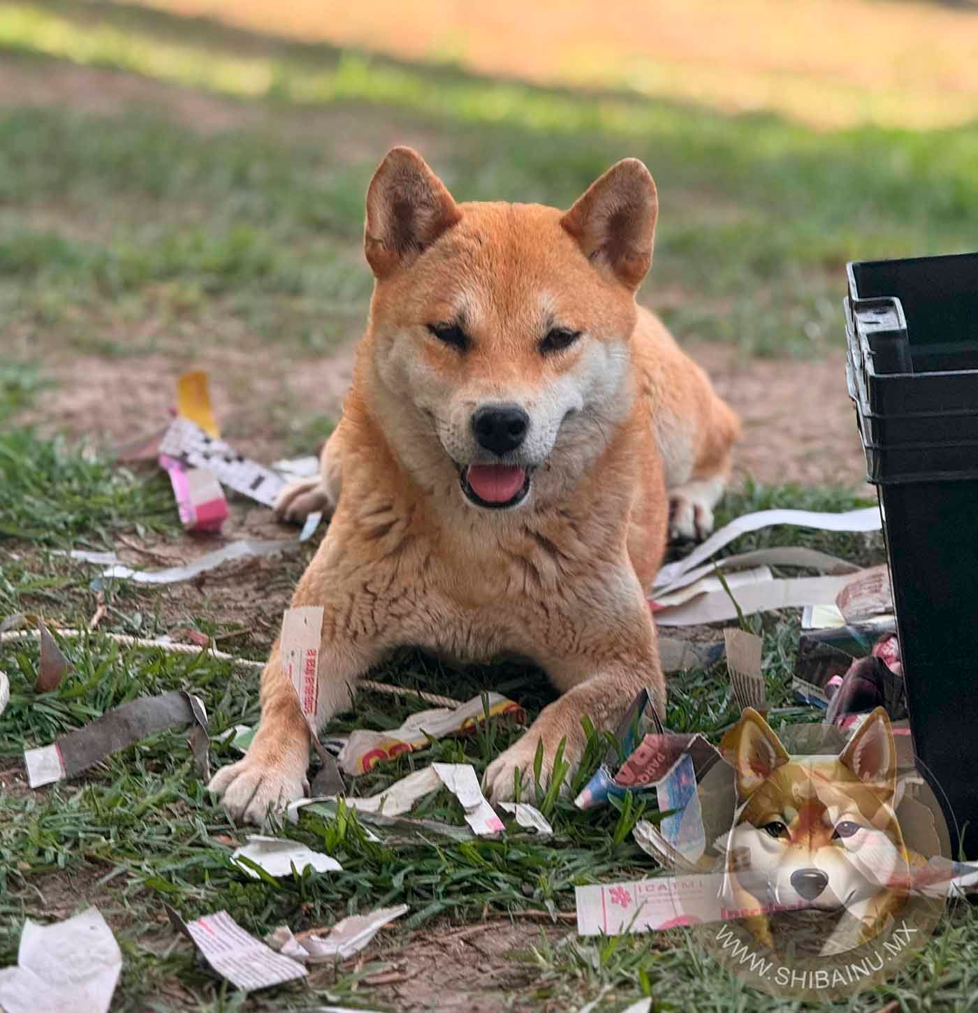 shiba inu en venta