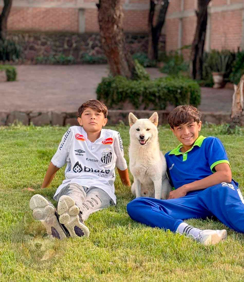 shiba inu en venta