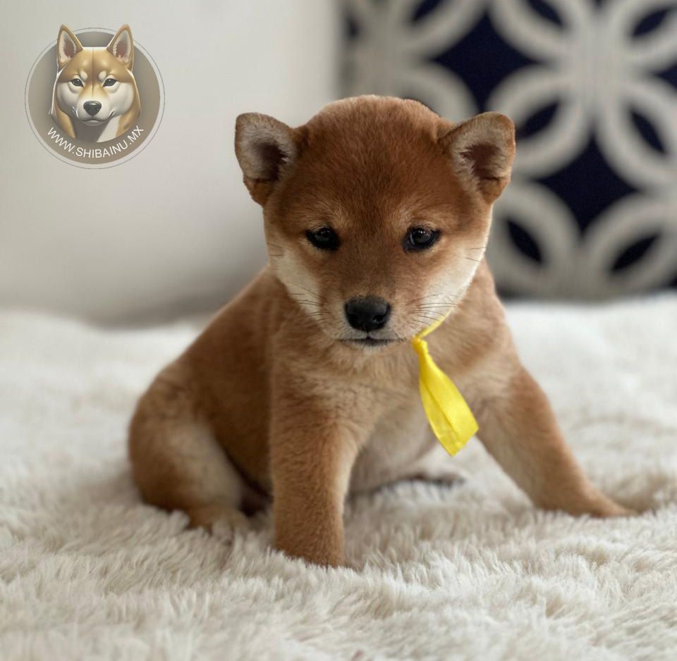 cachorro shiba inu rojo