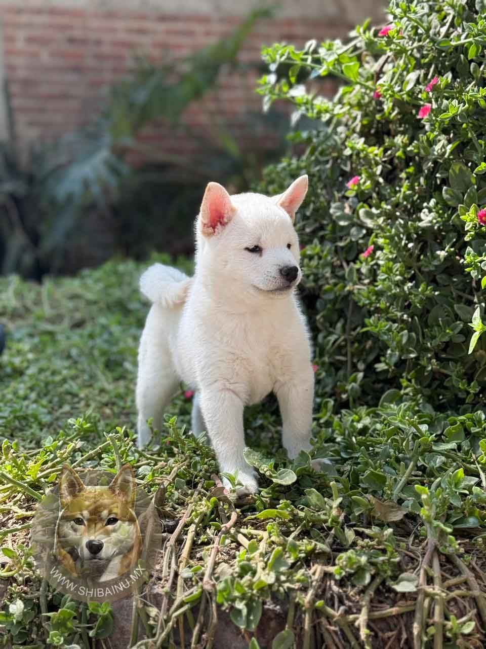 cachorro shiba inu blanco