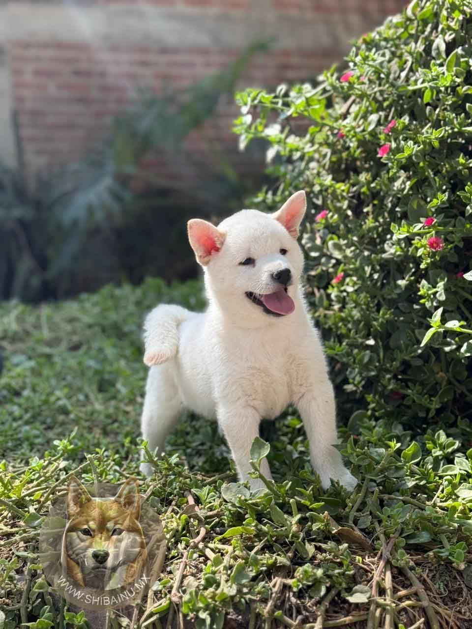 cachorro shiba inu blanco