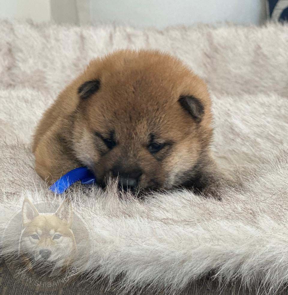 cachorro shiba inu en venta