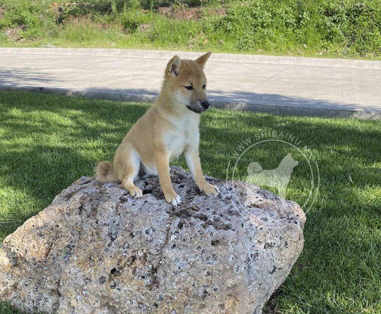 shiba inu en venta