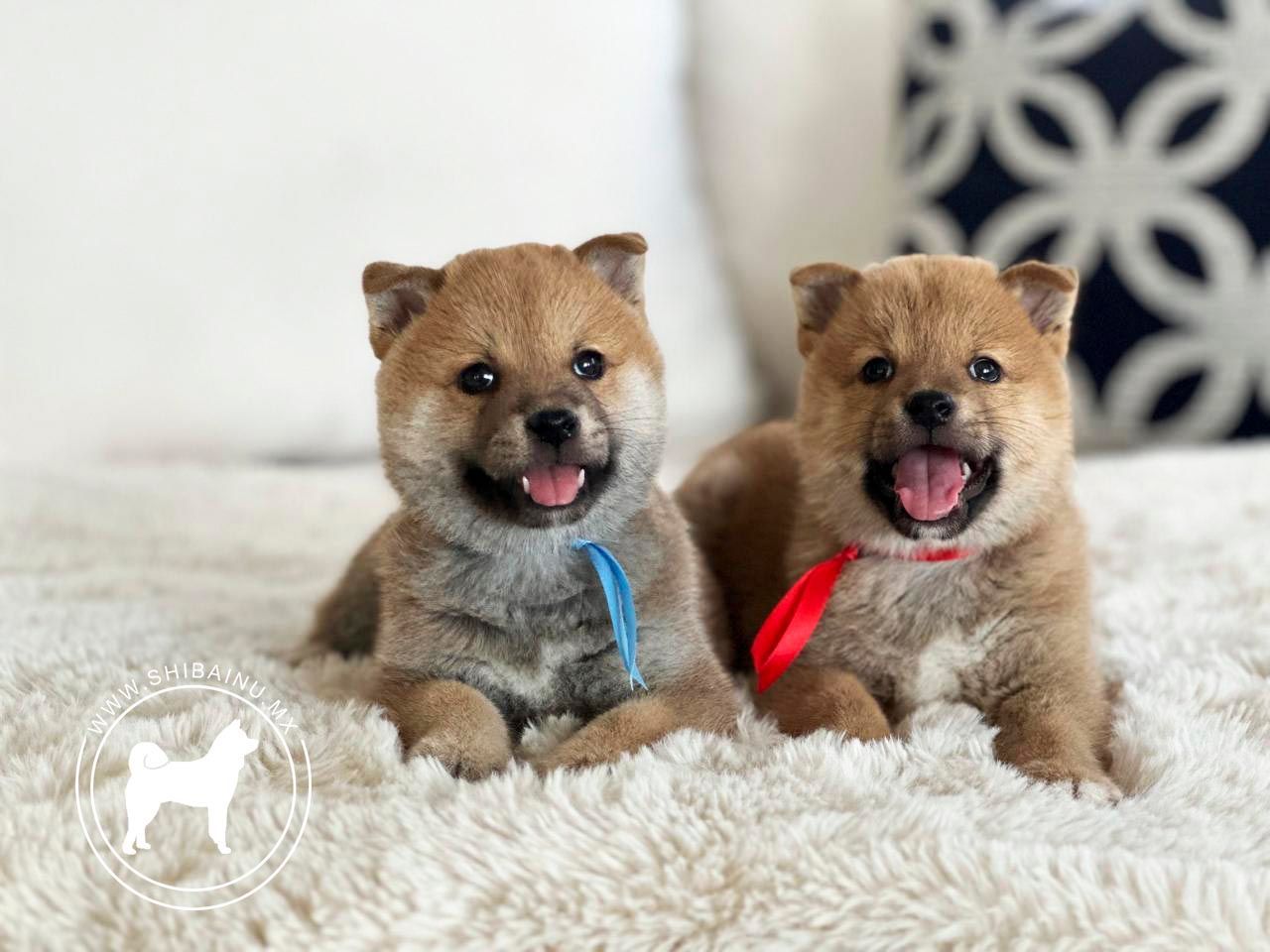 cachorro shiba inu en venta