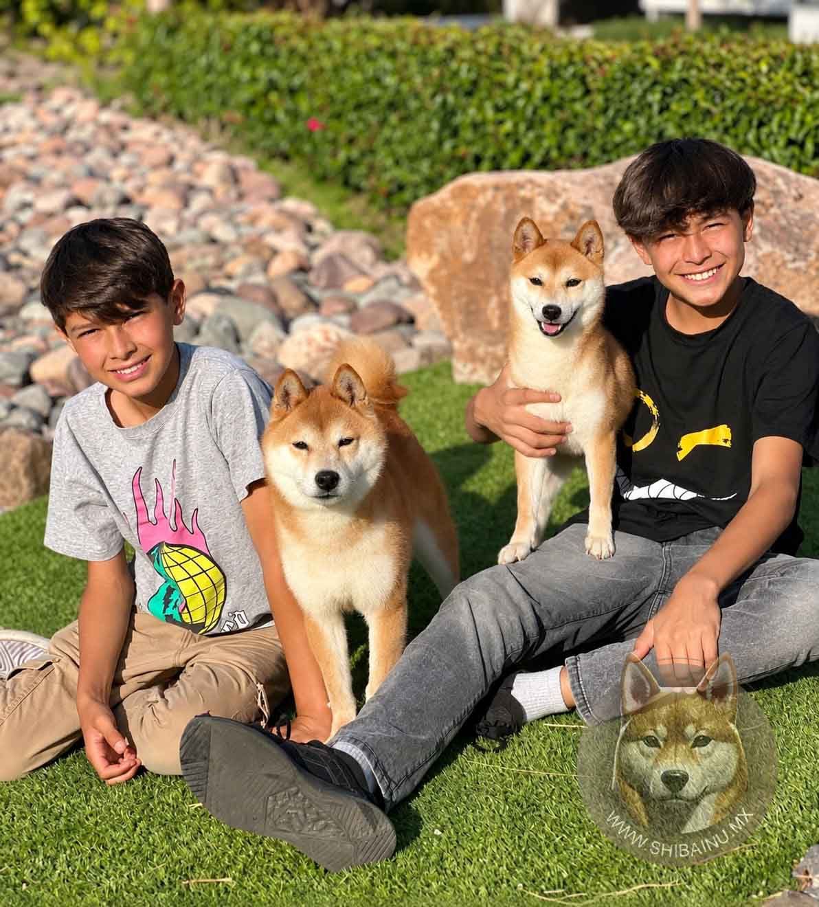 cachorro shiba inu en venta