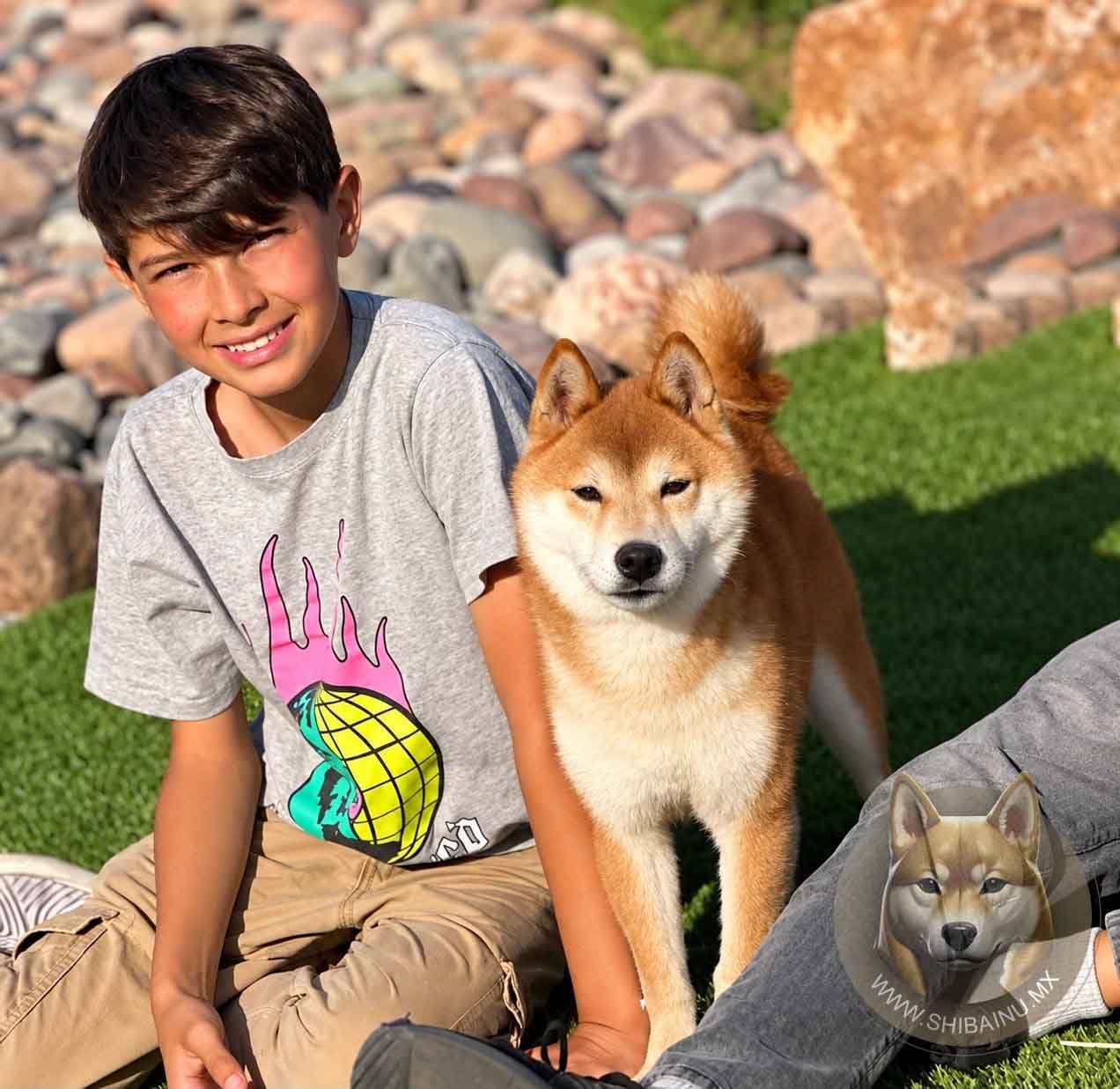 shiba inu rojo
