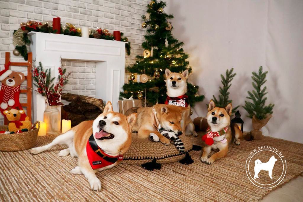 shiba inu rojo