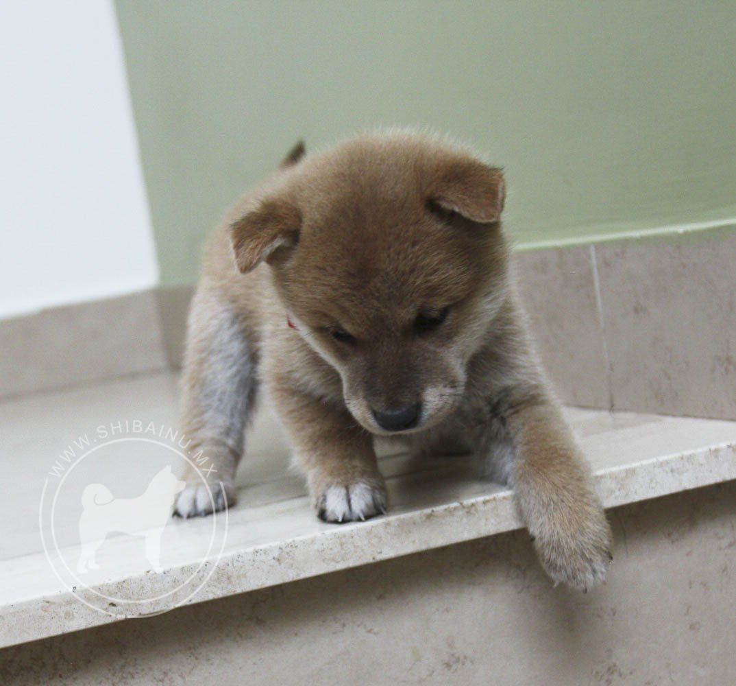cachorro shiba inu