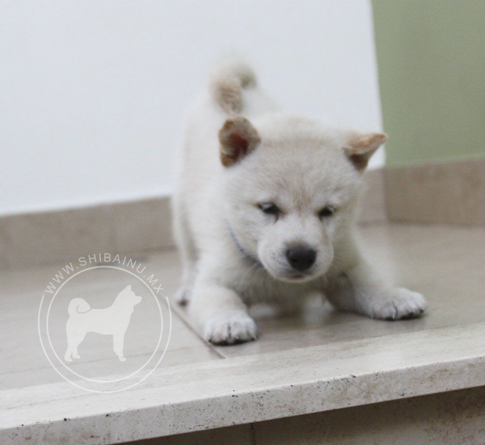 cachorro shiba inu en venta
