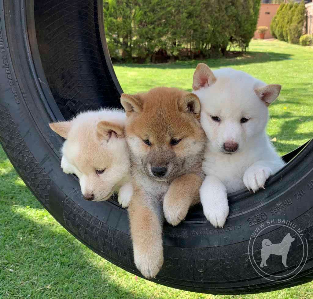 cachorros shiba inu en venta