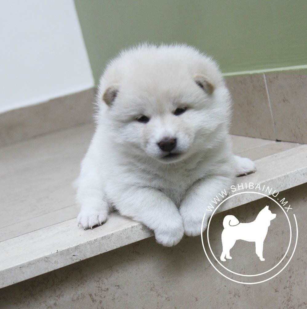 shiba inu en venta