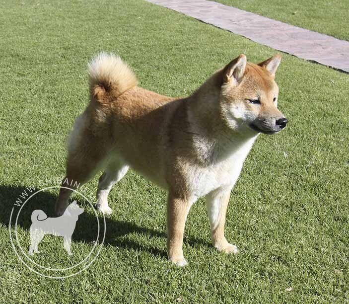 shiba inu en venta