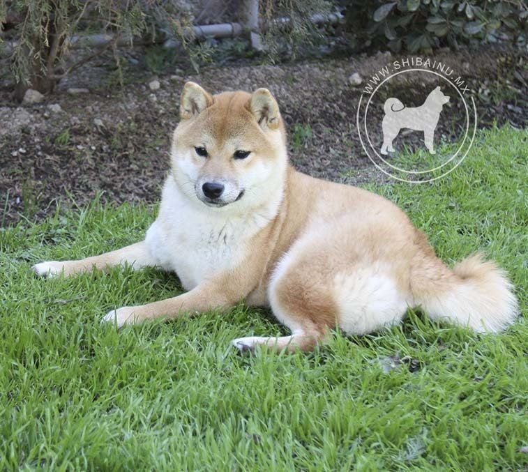 shiba inu en venta