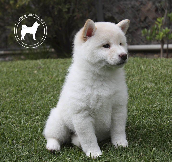 cachorro pastor aleman en venta