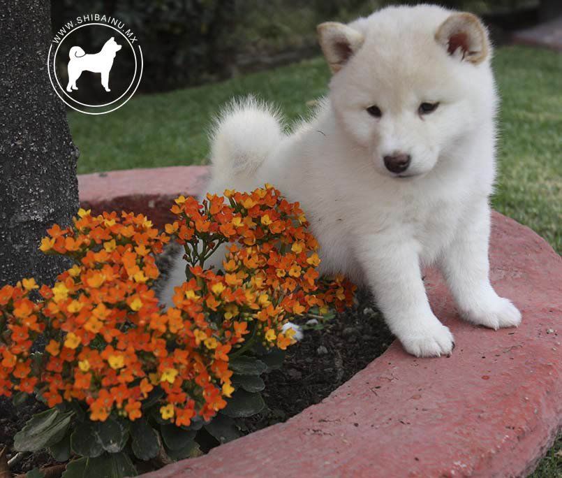 cachorro pastor aleman en venta