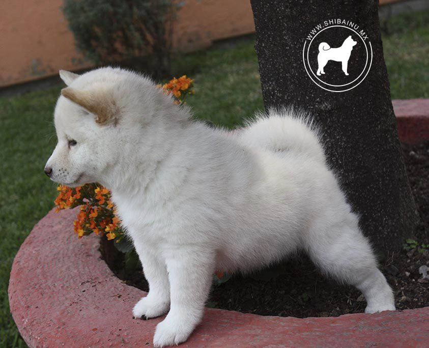 cachorro pastor aleman en venta