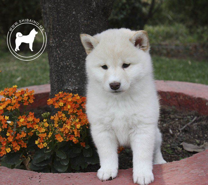 cachorro pastor aleman en venta