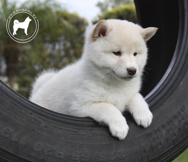 cachorro pastor aleman en venta