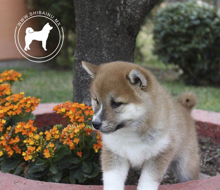 cachorro shiba inu en venta