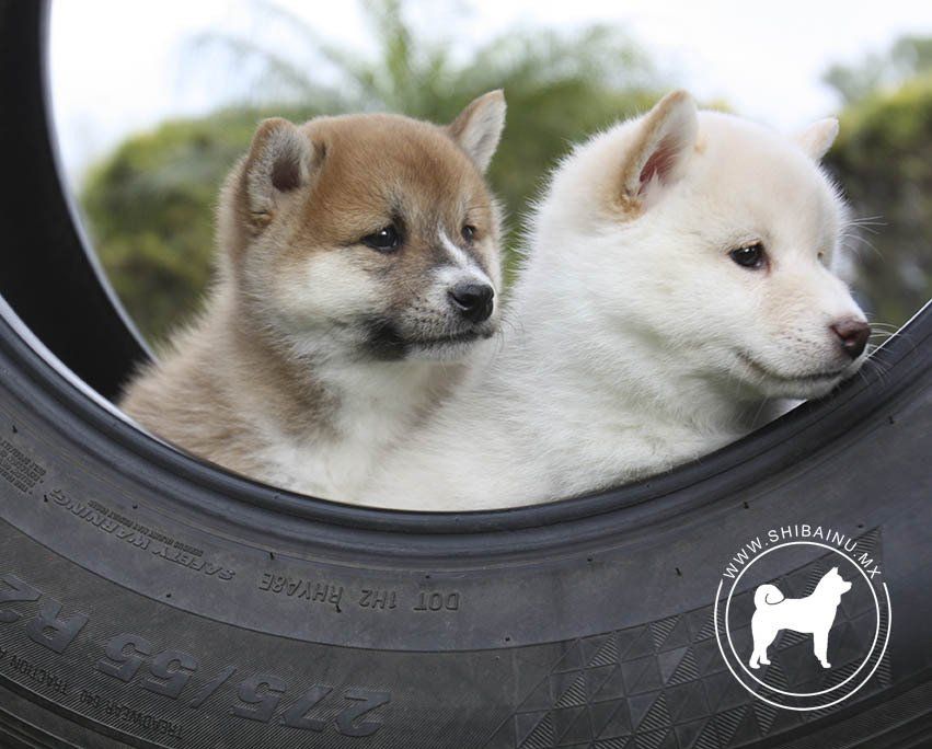 cachorro shiba inu en venta