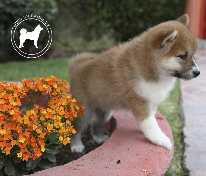 cachorro shiba inu en venta