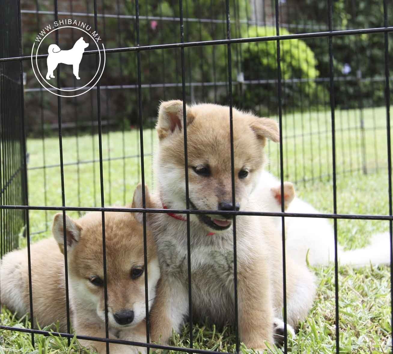 cachorro shiba inu en venta