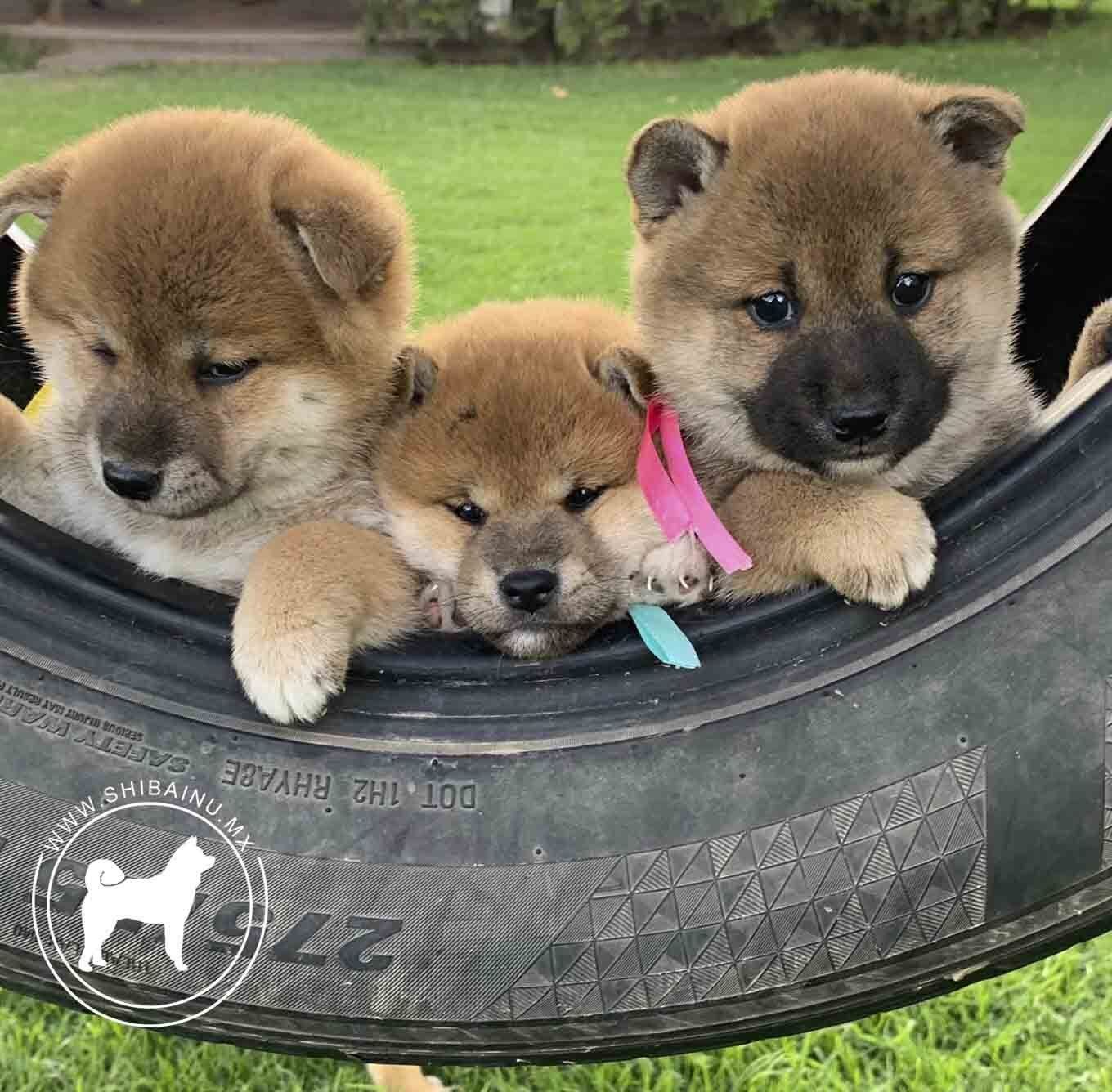 cachorro shiba inu en venta