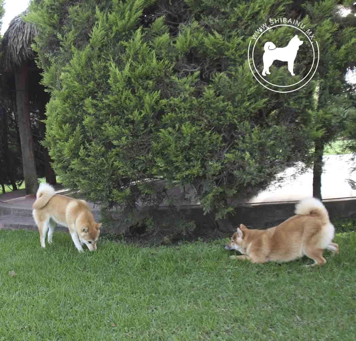 criadero de perros shiba inu
