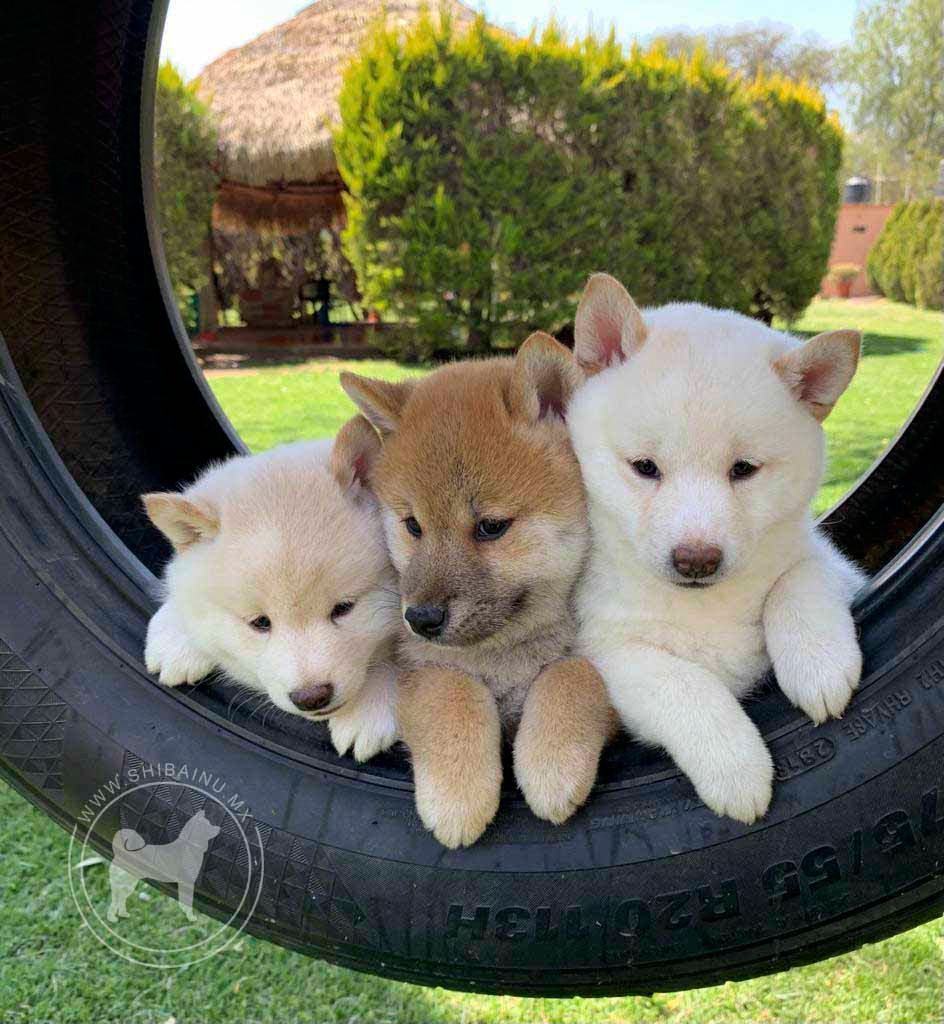 criadero de shiba inu en Phoenix