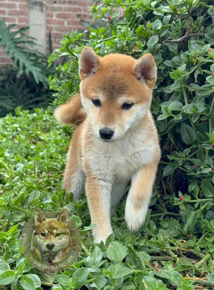 cachorro shiba inu