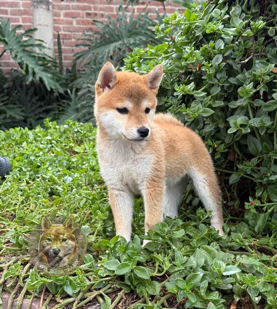 cachorro shiba inu