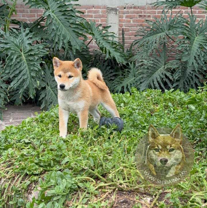 cachorro shiba inu