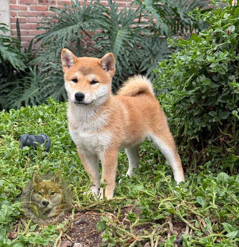 cachorro shiba inu