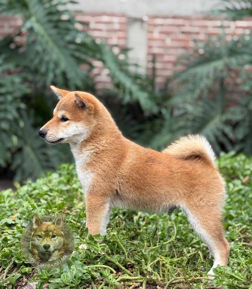 cachorro shiba inu