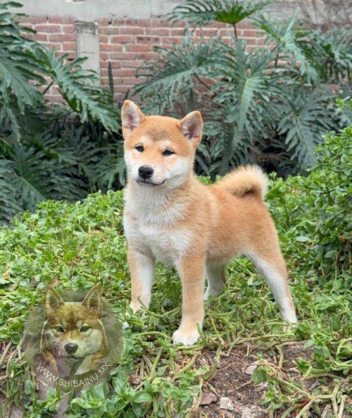cachorro shiba inu