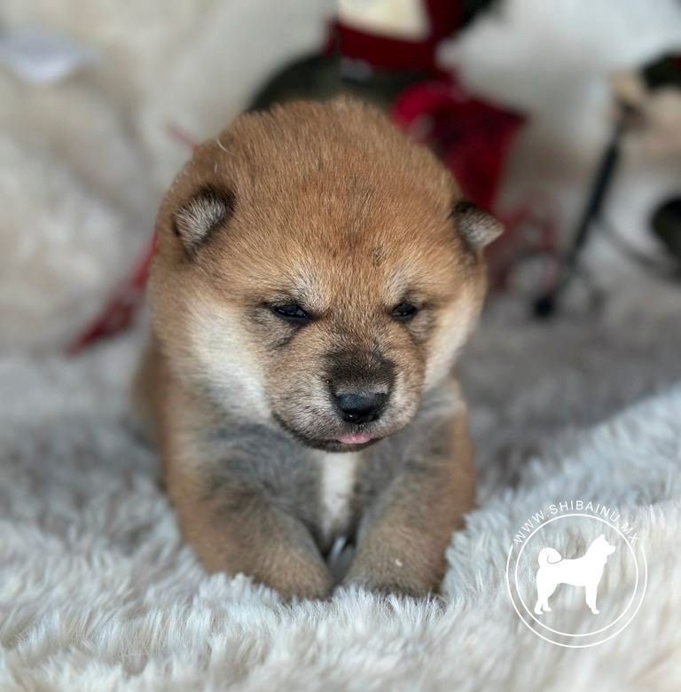 cachorro shiba inu en venta