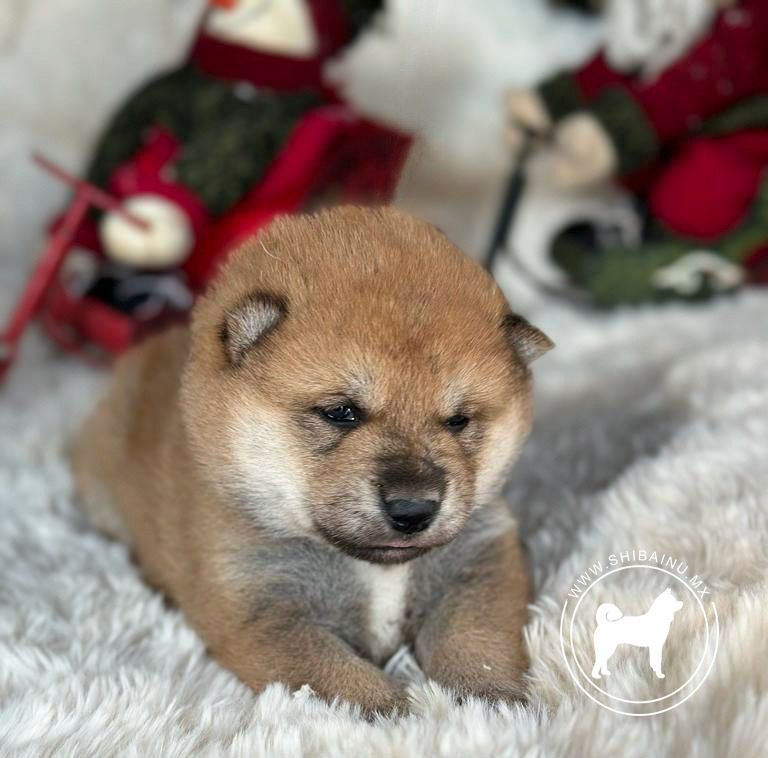 cachorro shiba inu en venta