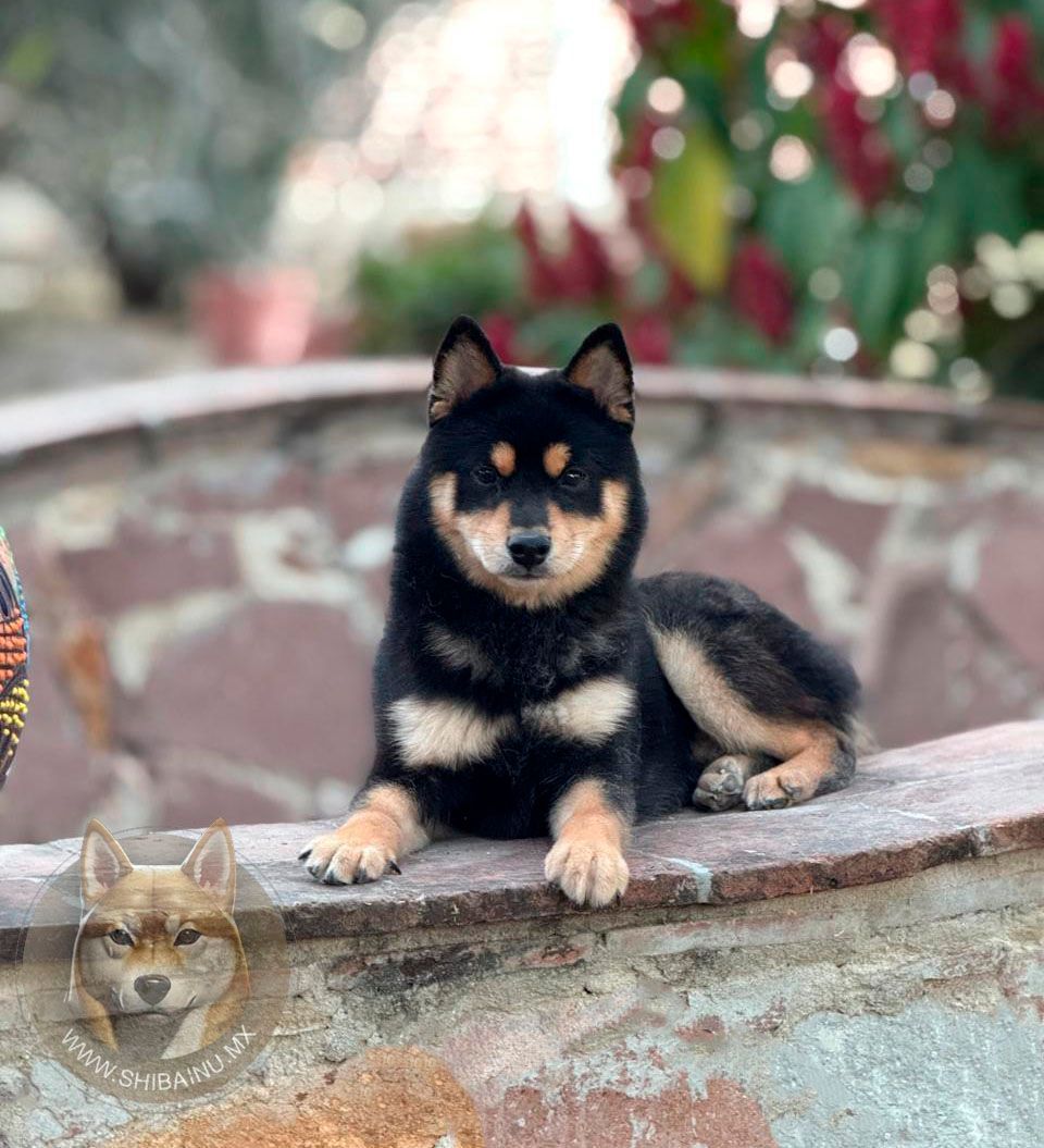 shiba inu en venta