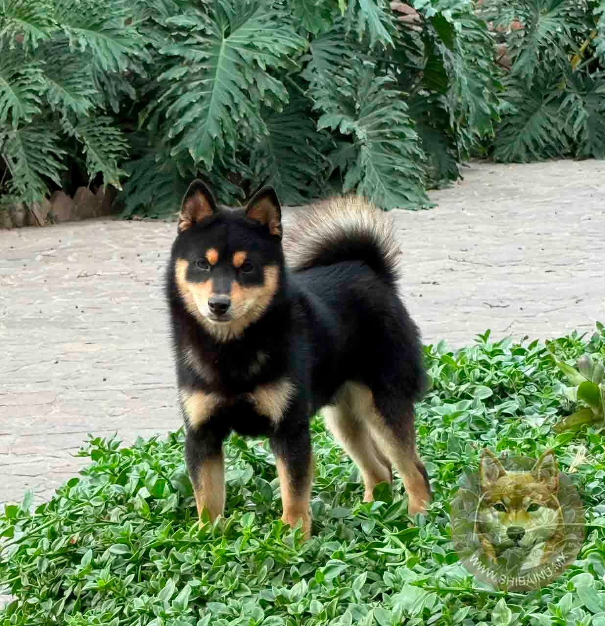 shiba inu rojo