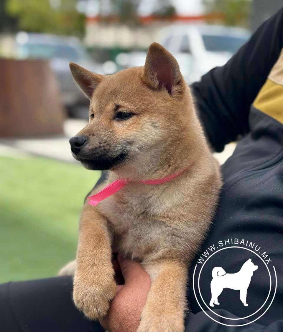 cachorro shiba inu en venta