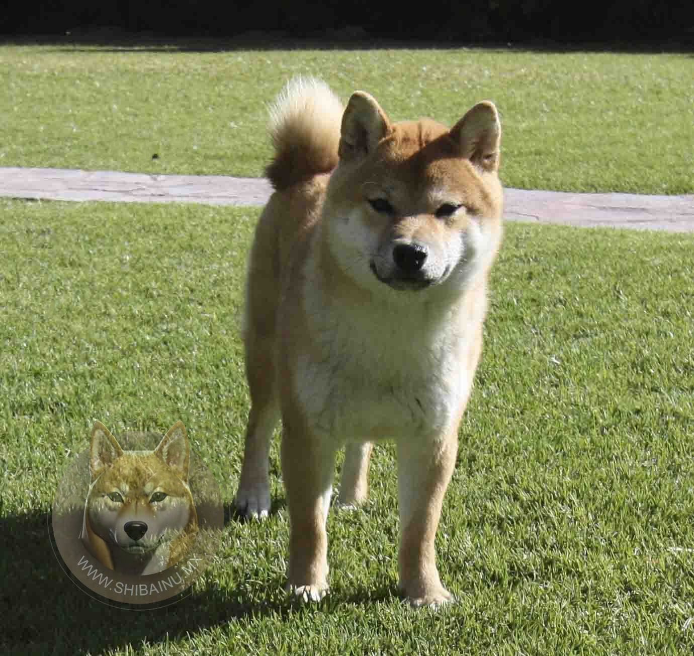shiba inu en venta