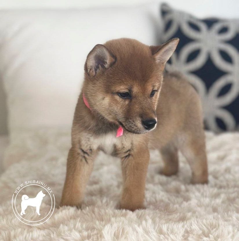 cachorro shiba inu en venta