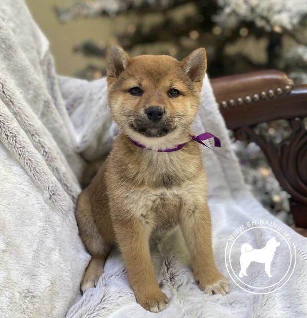 cachorro shiba inu en venta
