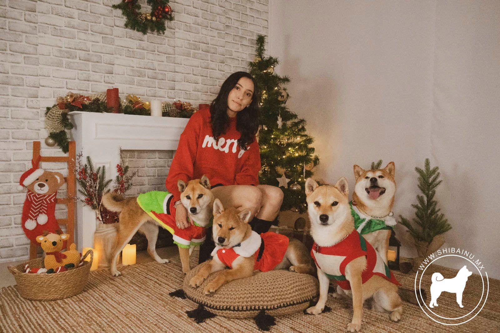 shiba inu rojo