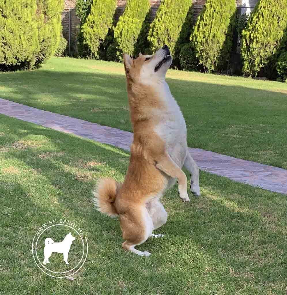 shiba inu en venta