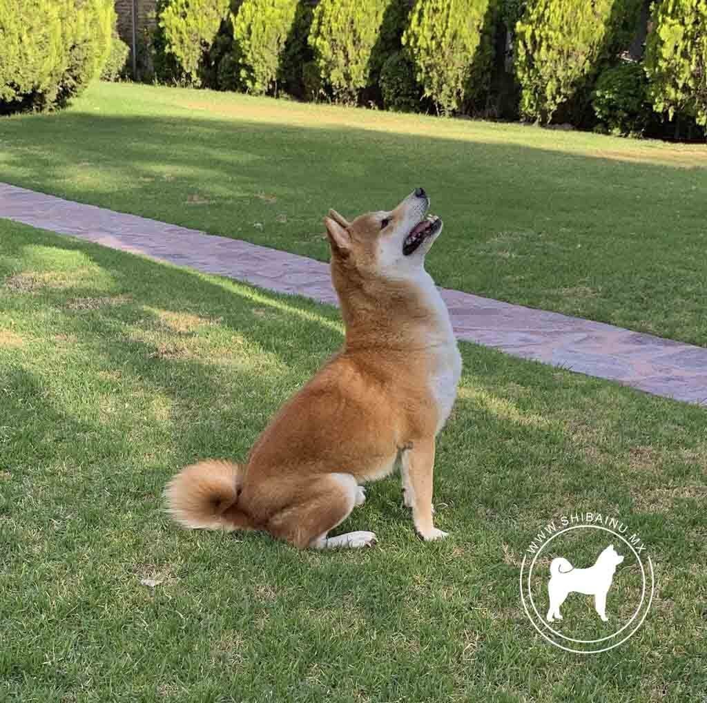 shiba inu en venta