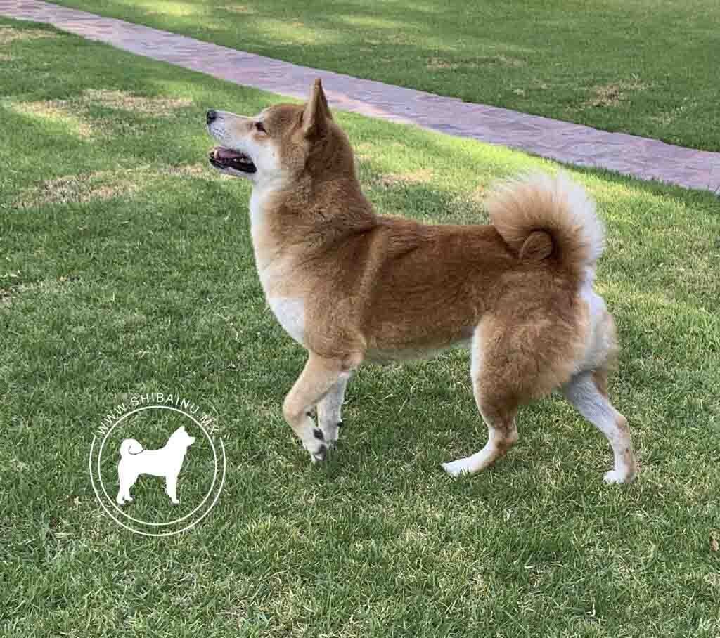 shiba inu en venta