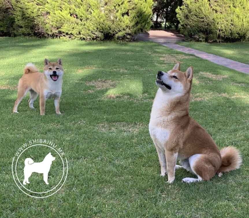 shiba inu en venta