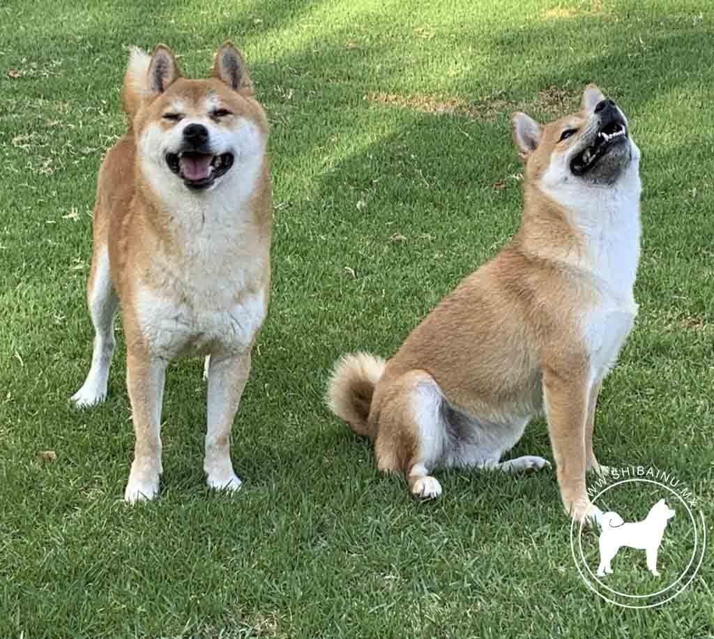 shiba inu en venta